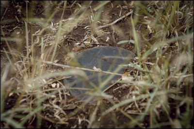  A Russian Federation PMN Anti Peesonnel Blast Mine detected by HALO deminers at Mubobo minefield, Maputo Province, Mozambique. Laid some 30 years ago the mine&#39;s still remain active it was later destroyed with a Pentolite charge. 