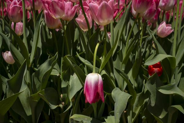 Image from Everyday Turkey - Tulip is highly popular in Turkey. Each month of April,...