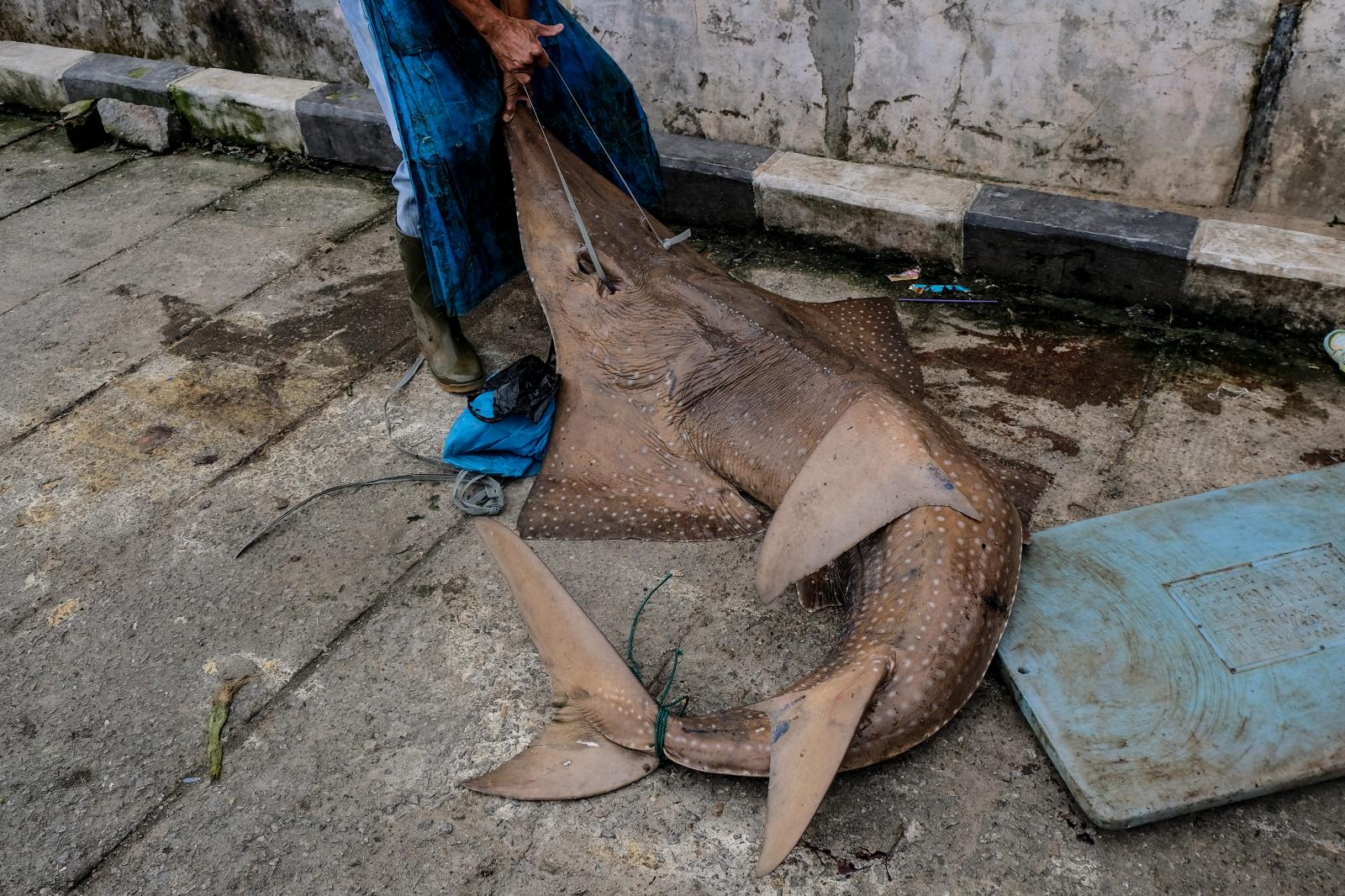Shark Slaughter in Bangka Belitung Island, Indonesia
