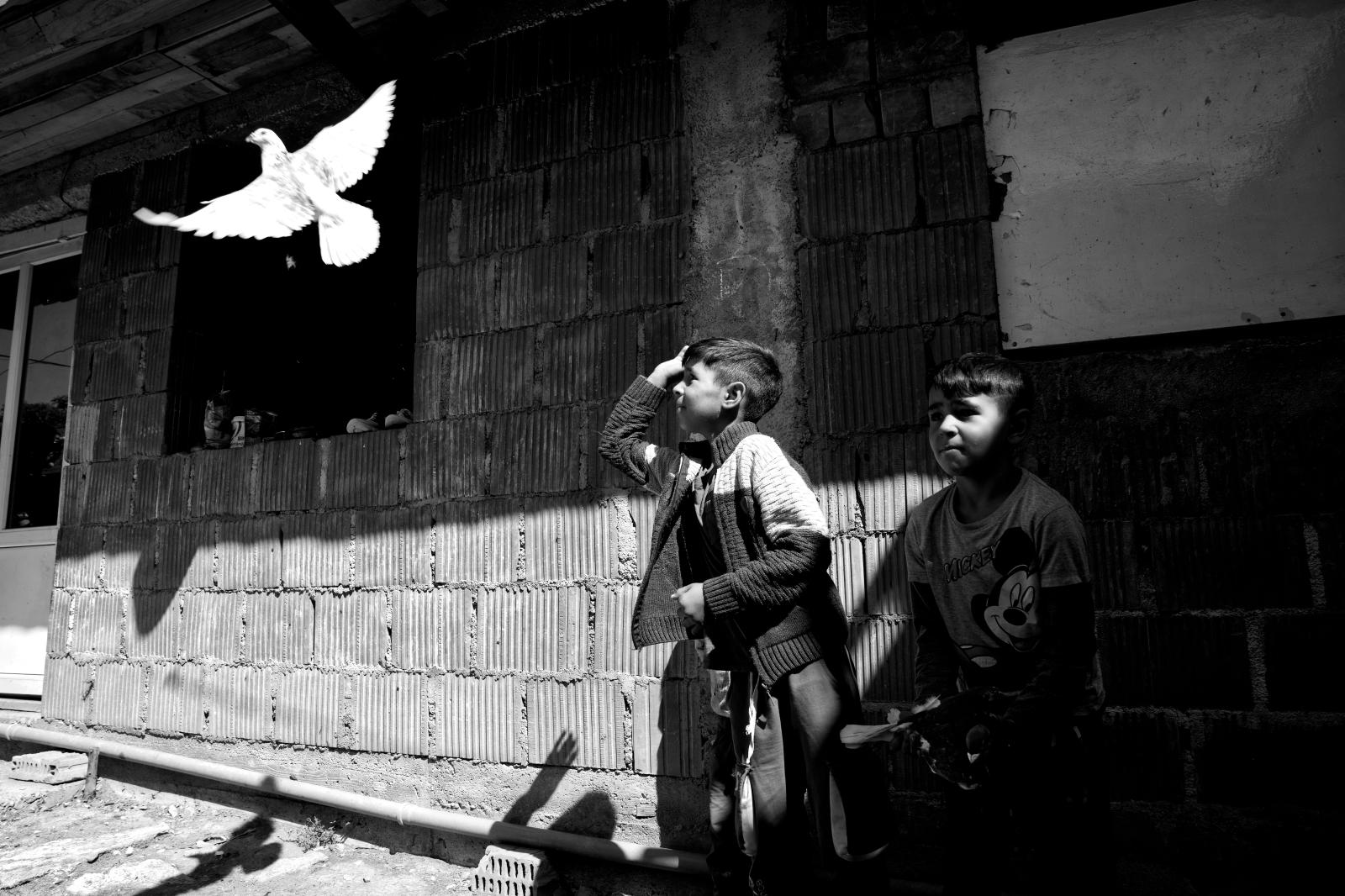 Gipsy freedom | Buy this image