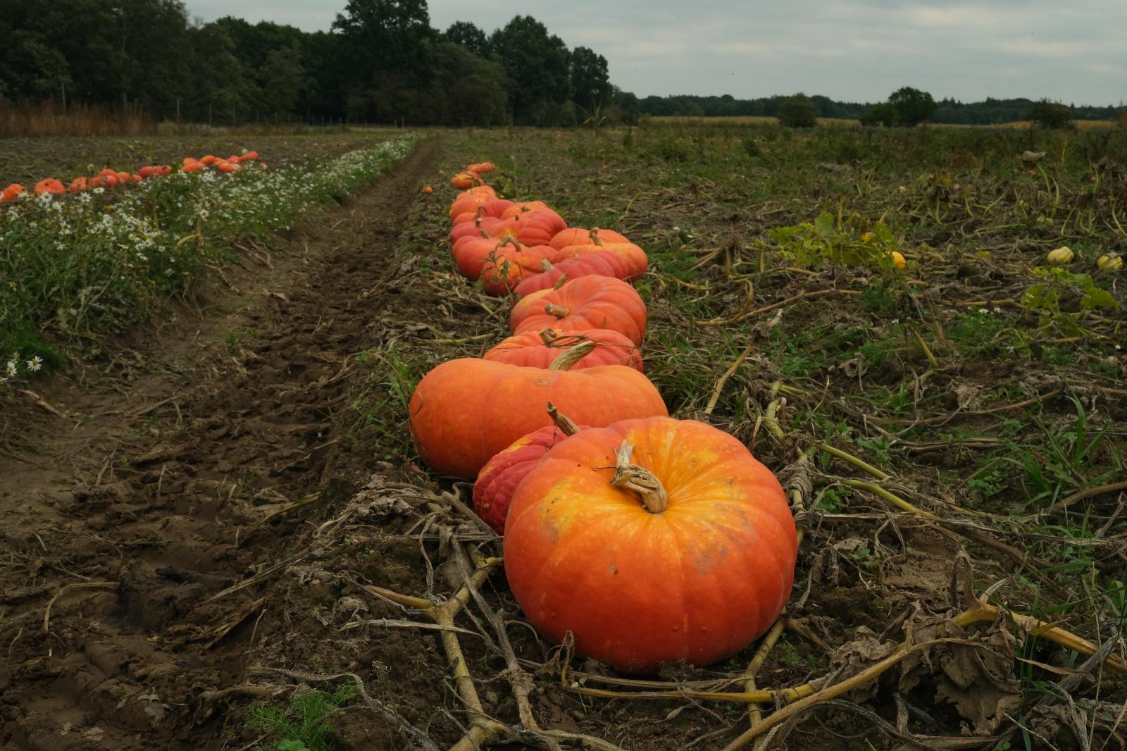 Pumpkin harvest, October 2022