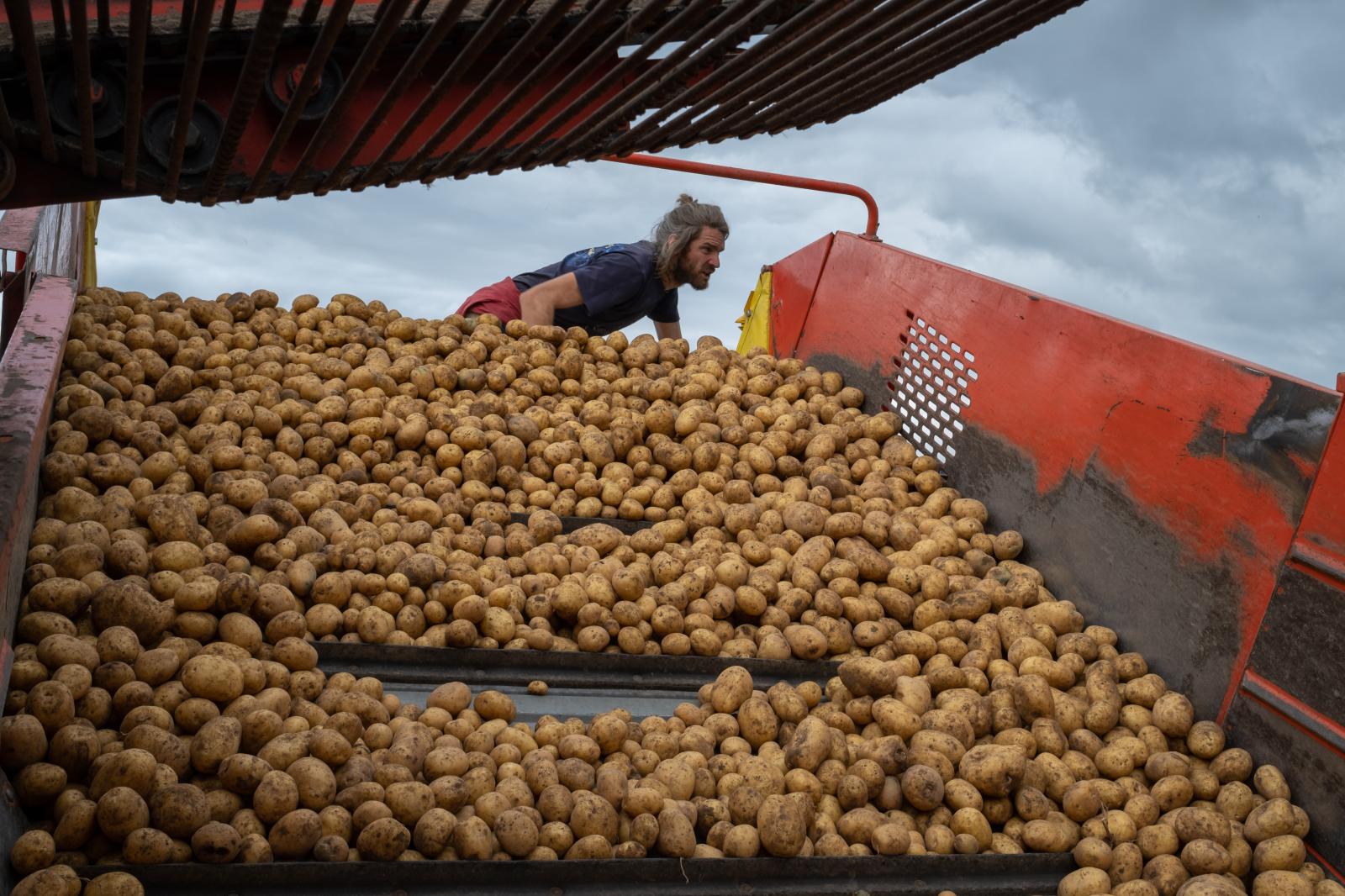 Potato harvest, September 2022