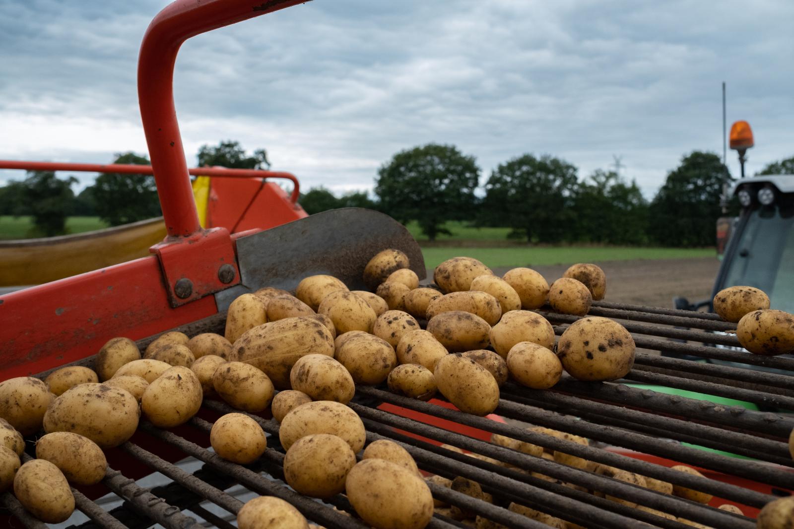 Potato harvester, September 2022
