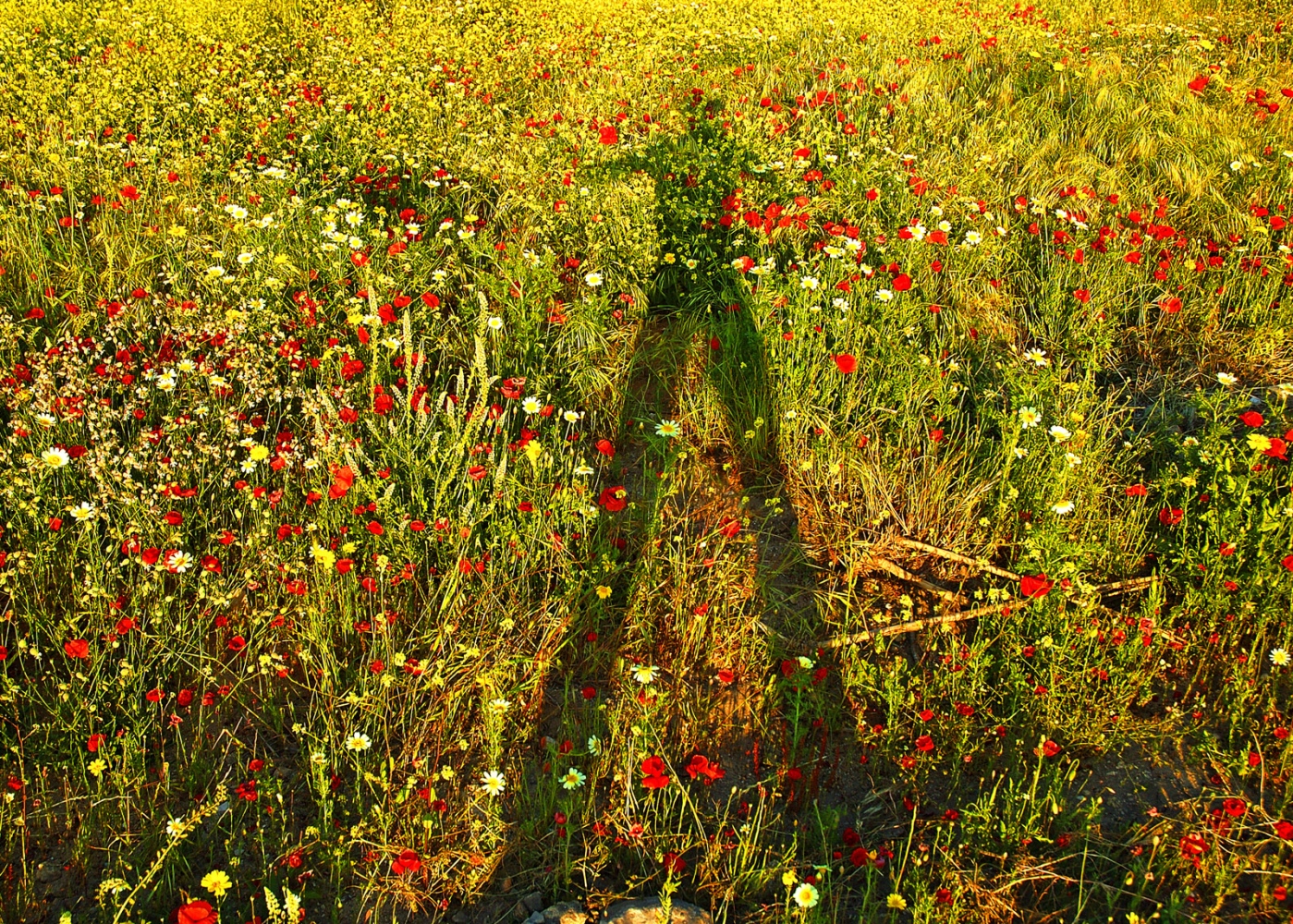 Art and Documentary Photography - Loading Sav_Proposte106.jpg