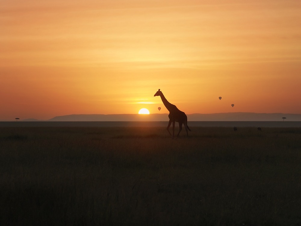 Giraffe at sunset,&nbsp;Kenia (Africa)