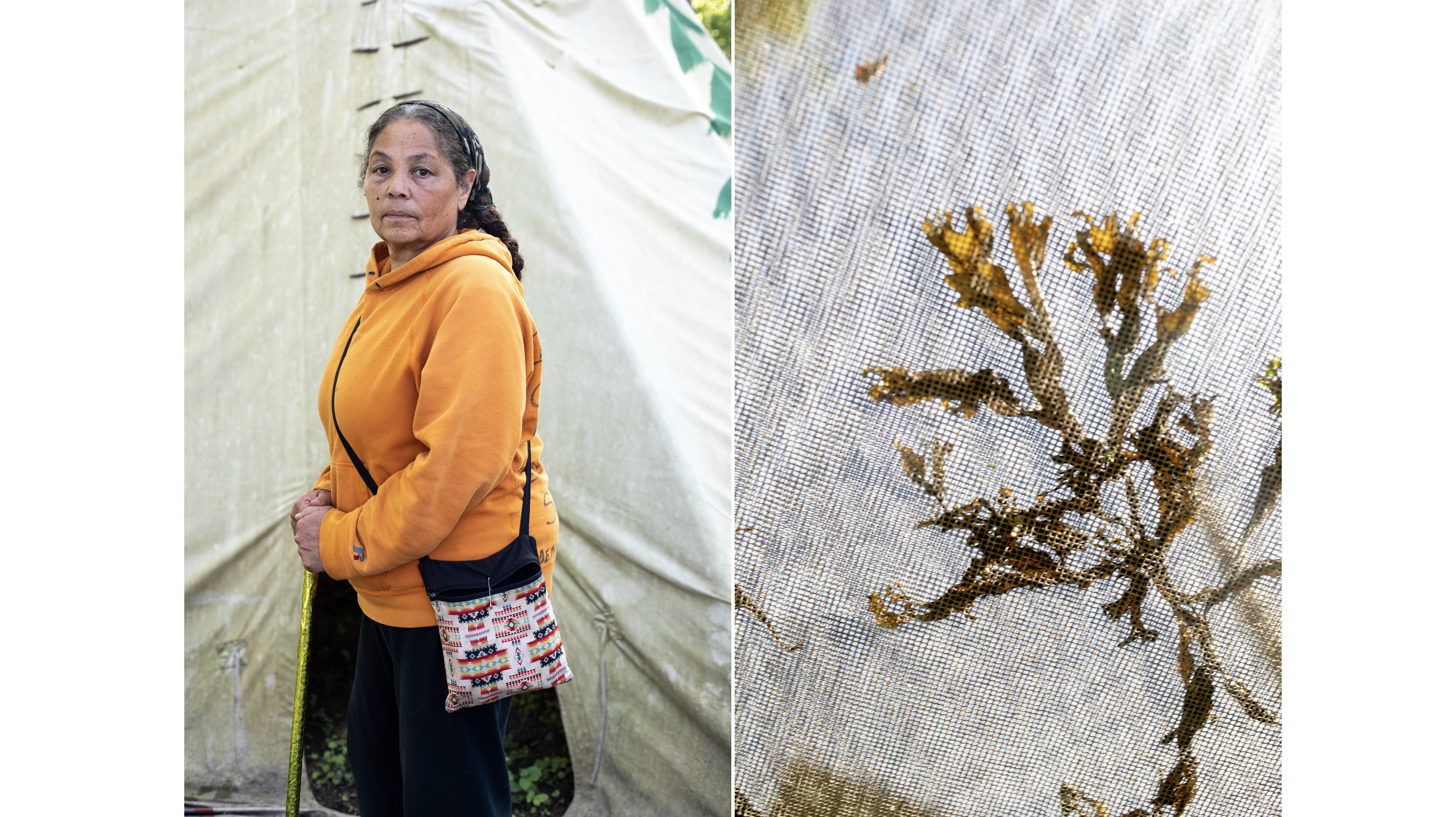 Left: Rebecca Genia stands in f...st drying times before harvest.