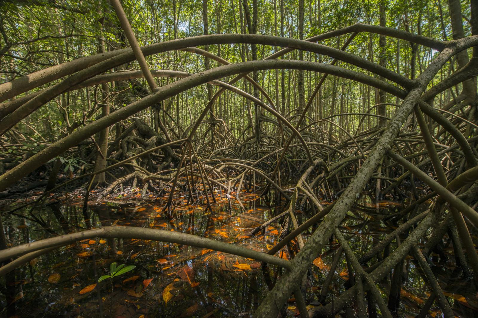 Free Flowing Rivers Visual Storytelling Participatory Media