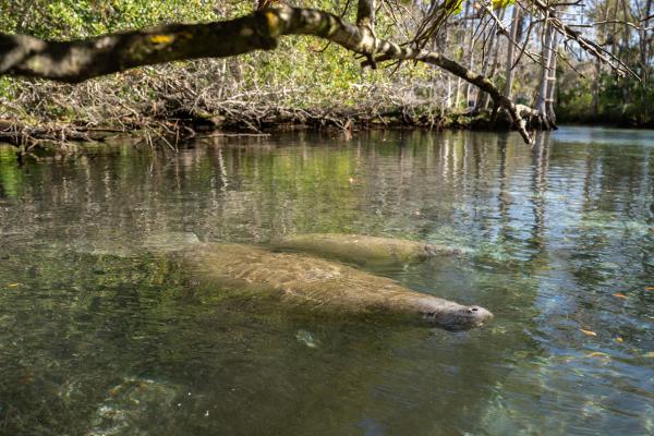 Manatee World - Photography story by Thor Morales