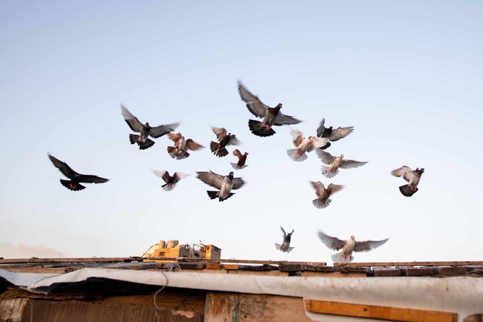 Pigeons on Suhal's (50) ro...phery of Beirut. Beirut Lebanon