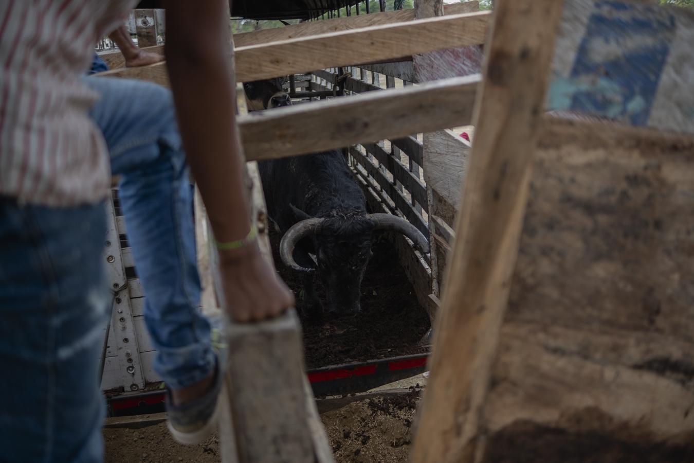 The bulls are unloaded from the... after arriving at Corralejas. 