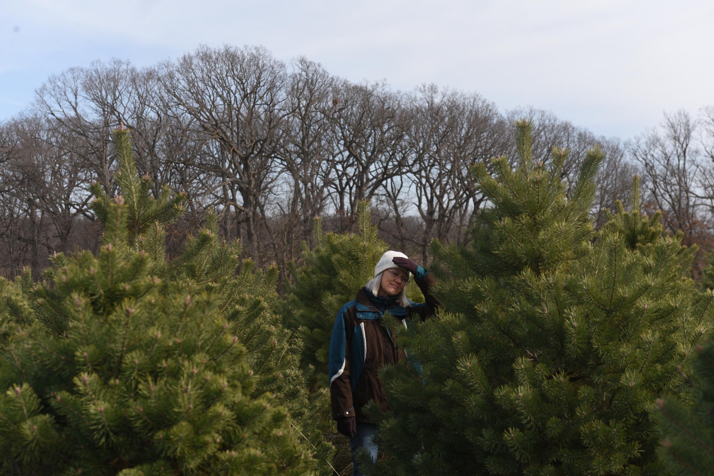 Singles - Theresa Palmer assesses a tree on Sunday at Starr Pines...