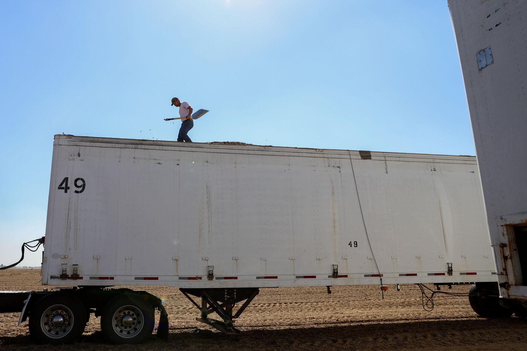 Singles - Matt Deane flattens piles of peanuts in a semi-trailer...