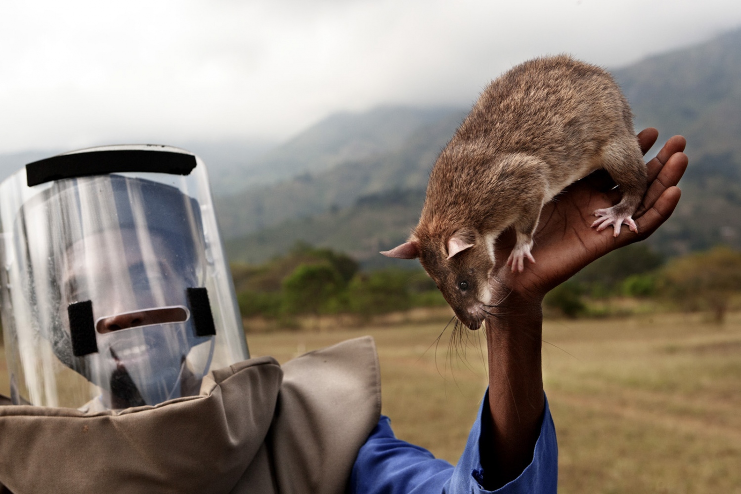 Art and Documentary Photography - Loading Hero_Rats_-_Ratas_Heroes__-_david_rengel-03.jpg