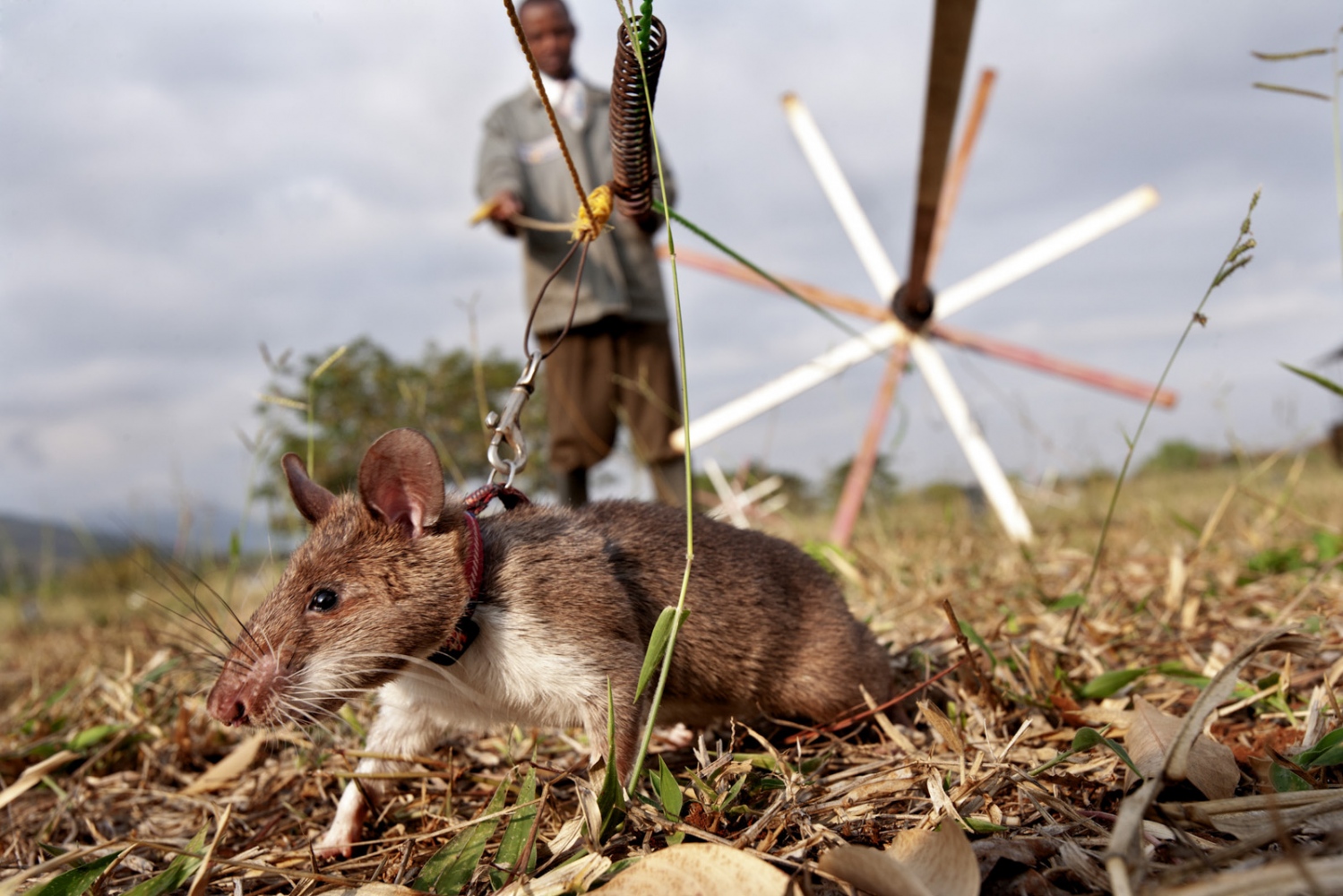Art and Documentary Photography - Loading Hero_Rats_-_Ratas_Heroes__-_david_rengel-04.jpg