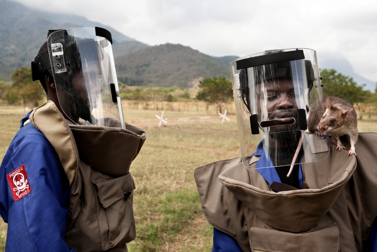 Art and Documentary Photography - Loading Hero_Rats_-_Ratas_Heroes__-_david_rengel-05.jpg