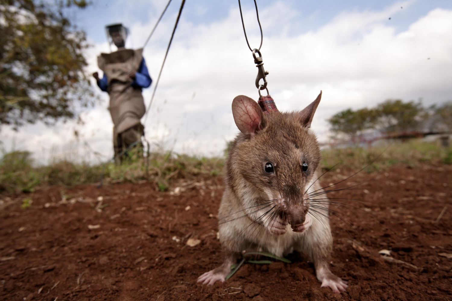 Art and Documentary Photography - Loading Hero_Rats_-_Ratas_Heroes__-_david_rengel-07.jpg