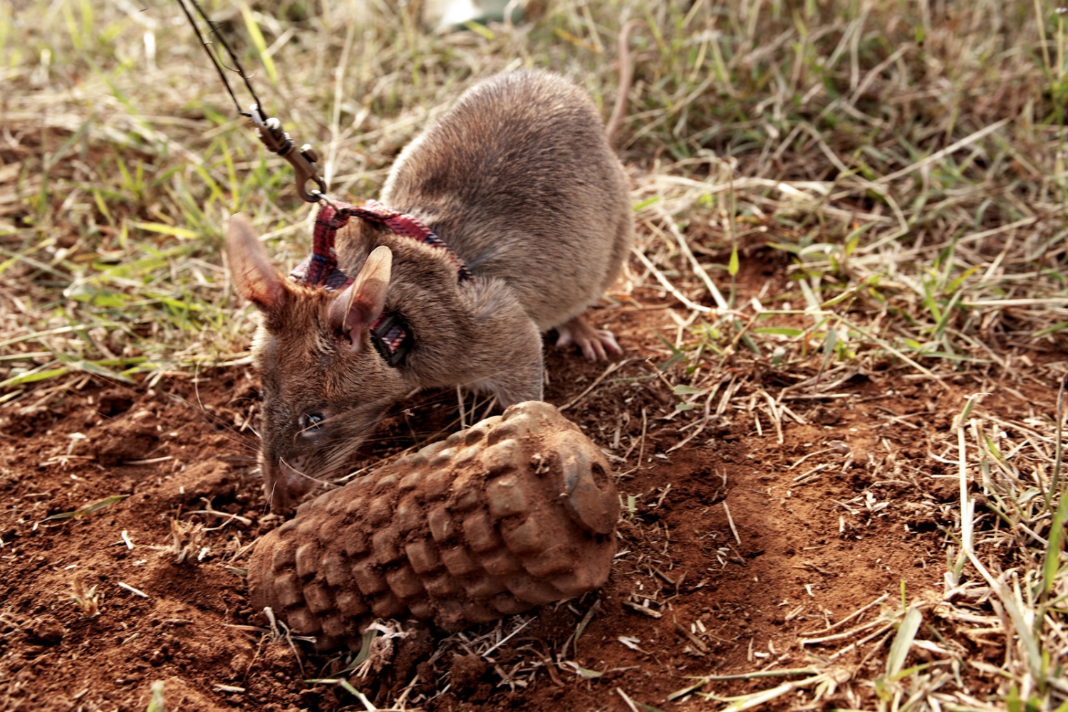 Art and Documentary Photography - Loading Hero_Rats_-_Ratas_Heroes__-_david_rengel-09.jpg