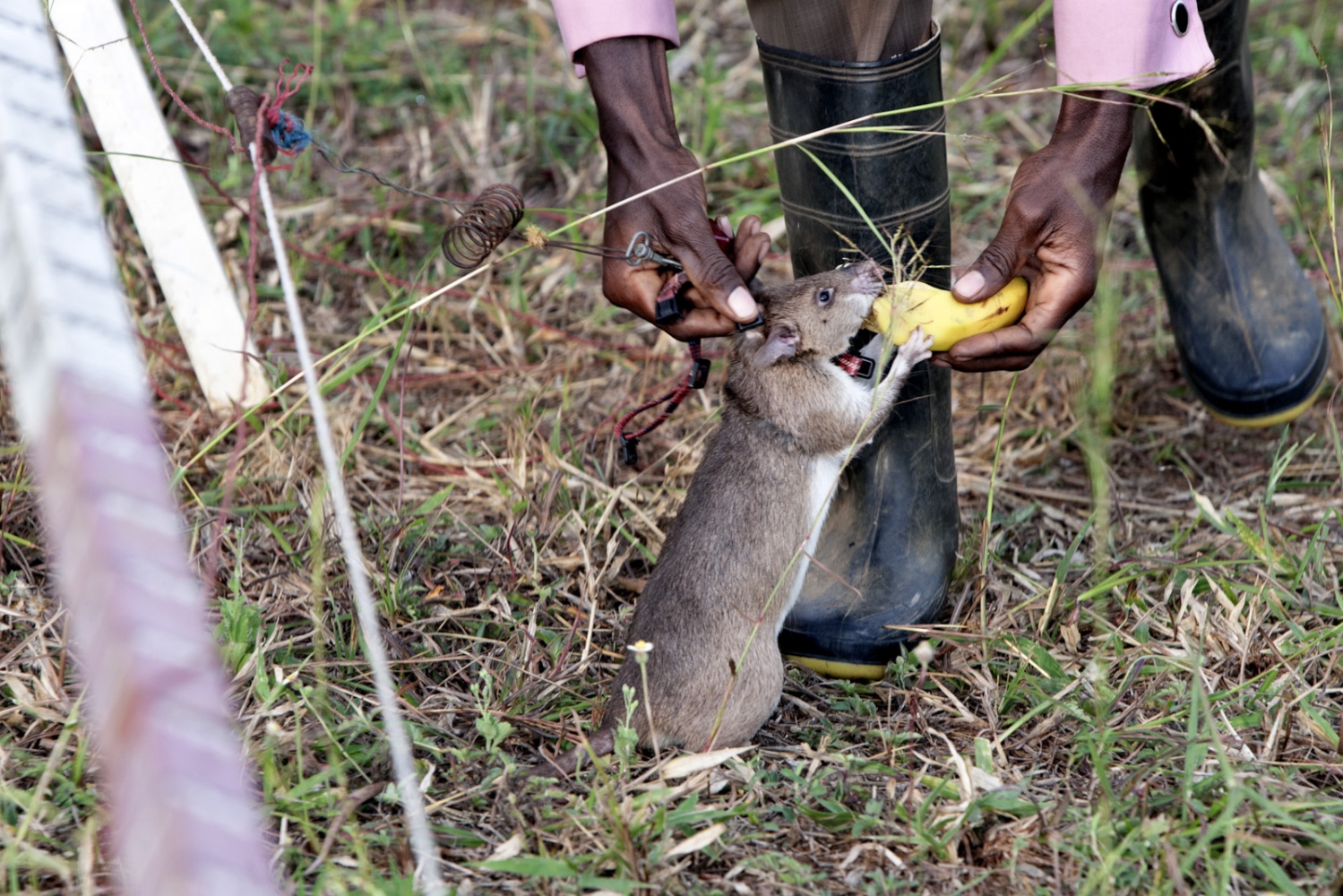 Art and Documentary Photography - Loading Hero_Rats_-_Ratas_Heroes__-_david_rengel-11.jpg