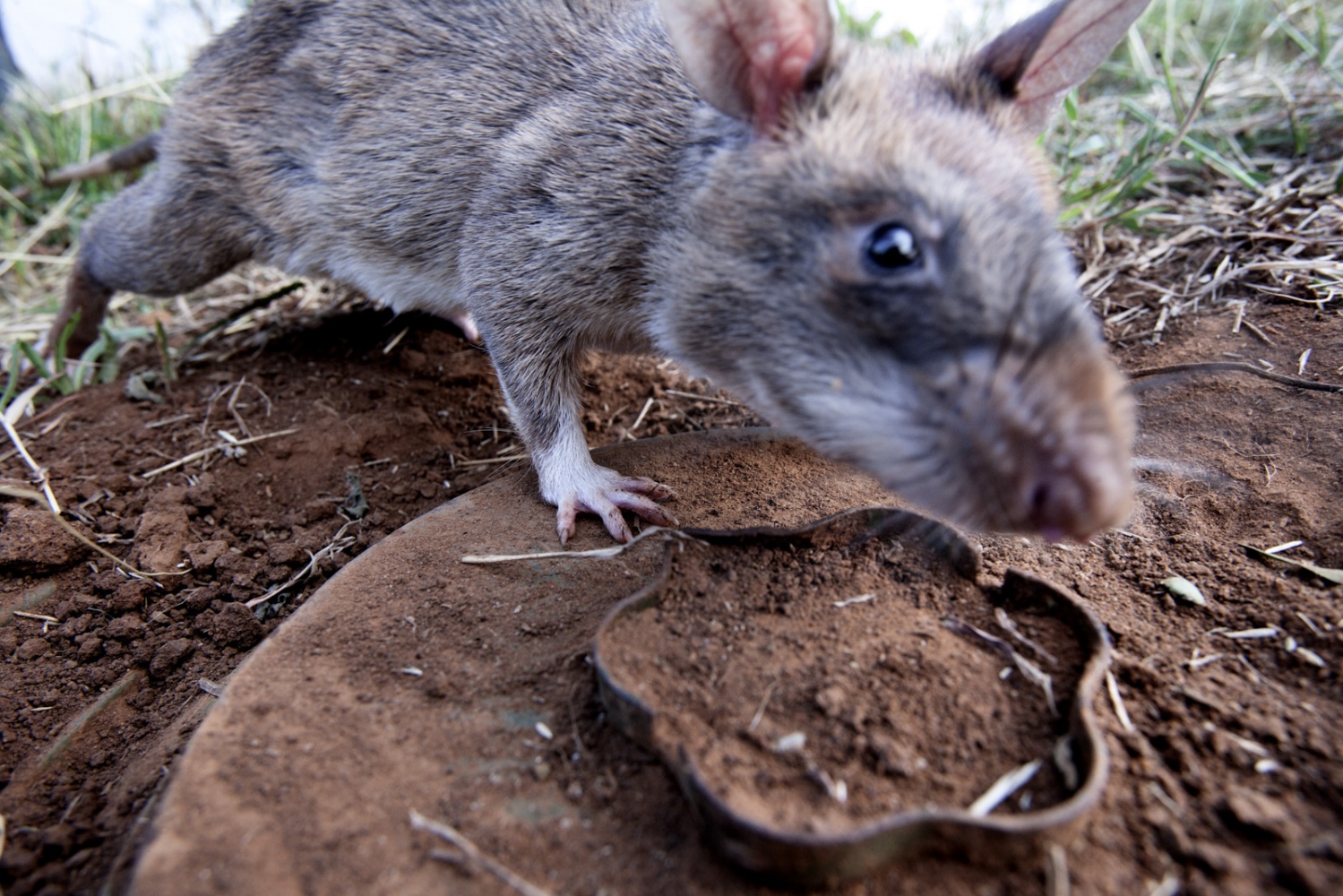 Art and Documentary Photography - Loading Hero_Rats_-_Ratas_Heroes__-_david_rengel-13.jpg