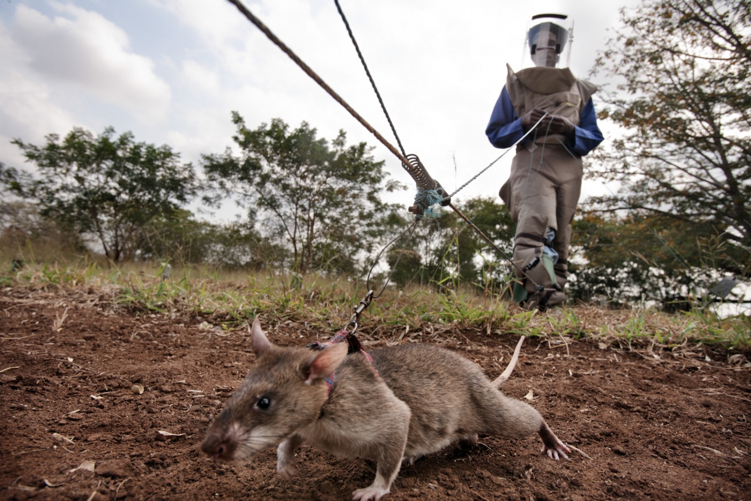 Art and Documentary Photography - Loading Hero_Rats_-_Ratas_Heroes__-_david_rengel-15.jpg