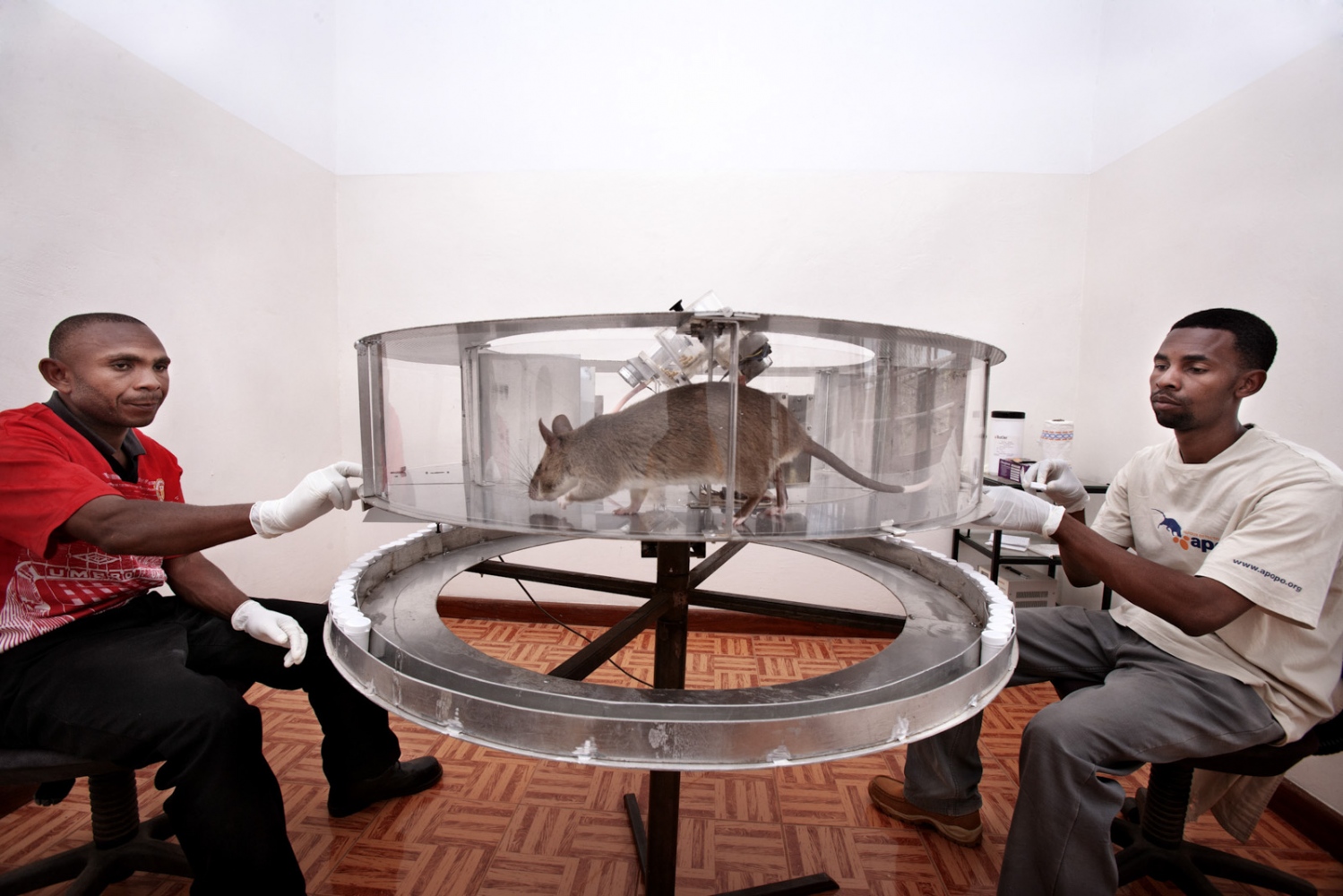 Art and Documentary Photography - Loading Hero_Rats_-_Ratas_Heroes__-_david_rengel-16.jpg