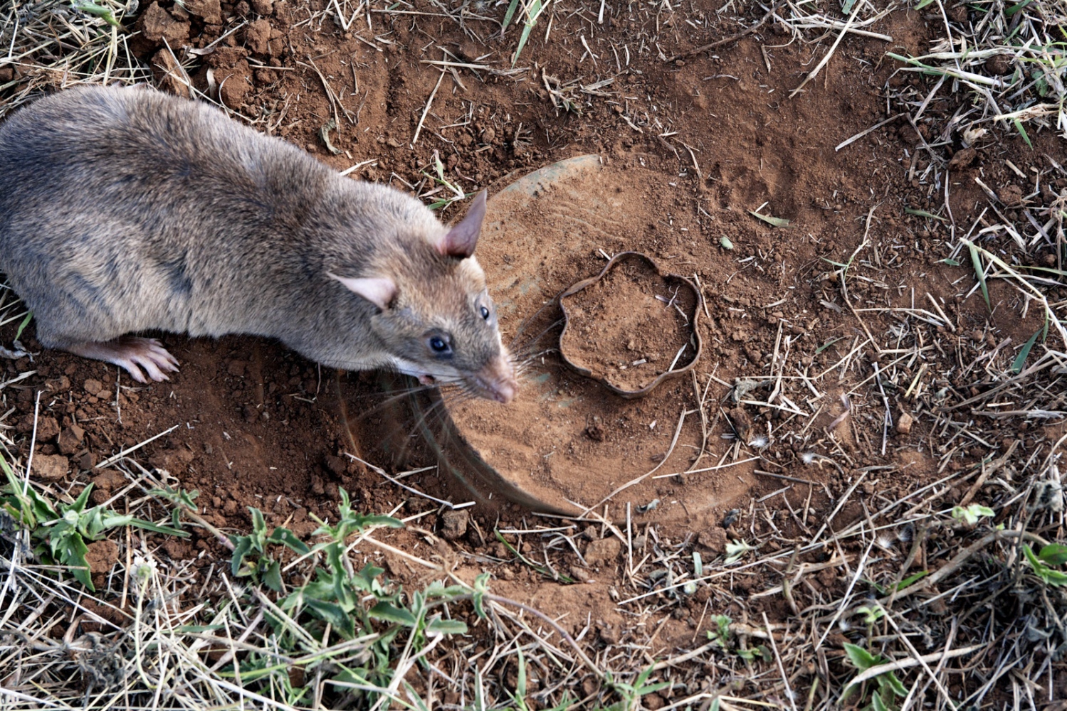 Art and Documentary Photography - Loading Hero_Rats_-_Ratas_Heroes__-_david_rengel-18.jpg