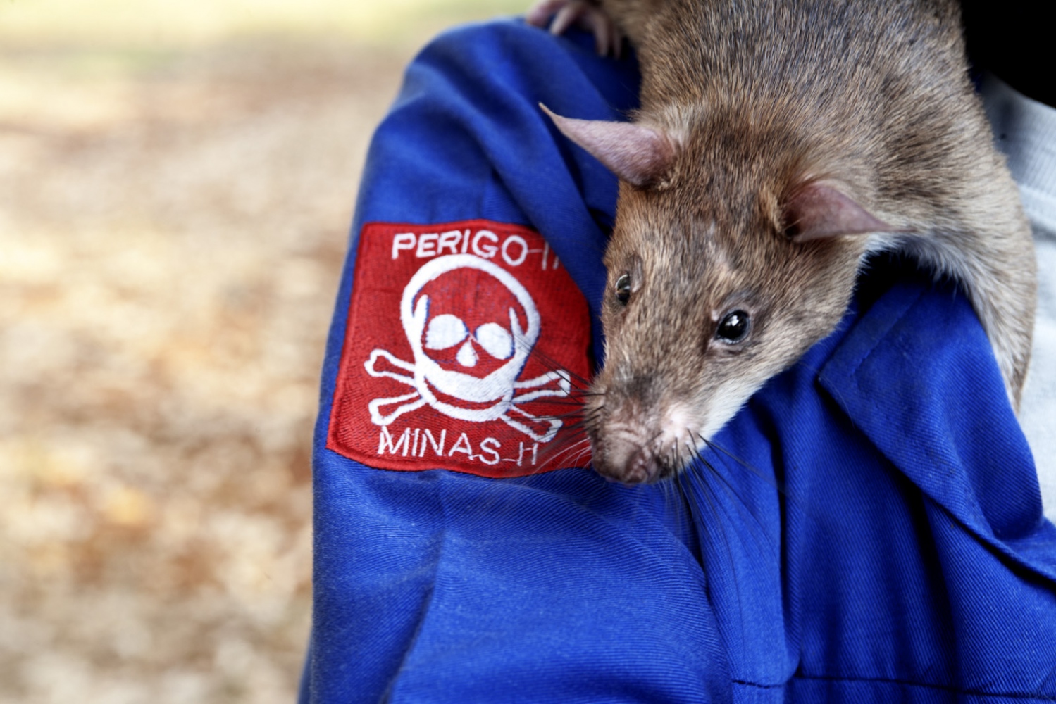 Art and Documentary Photography - Loading Hero_Rats_-_Ratas_Heroes__-_david_rengel-19.jpg