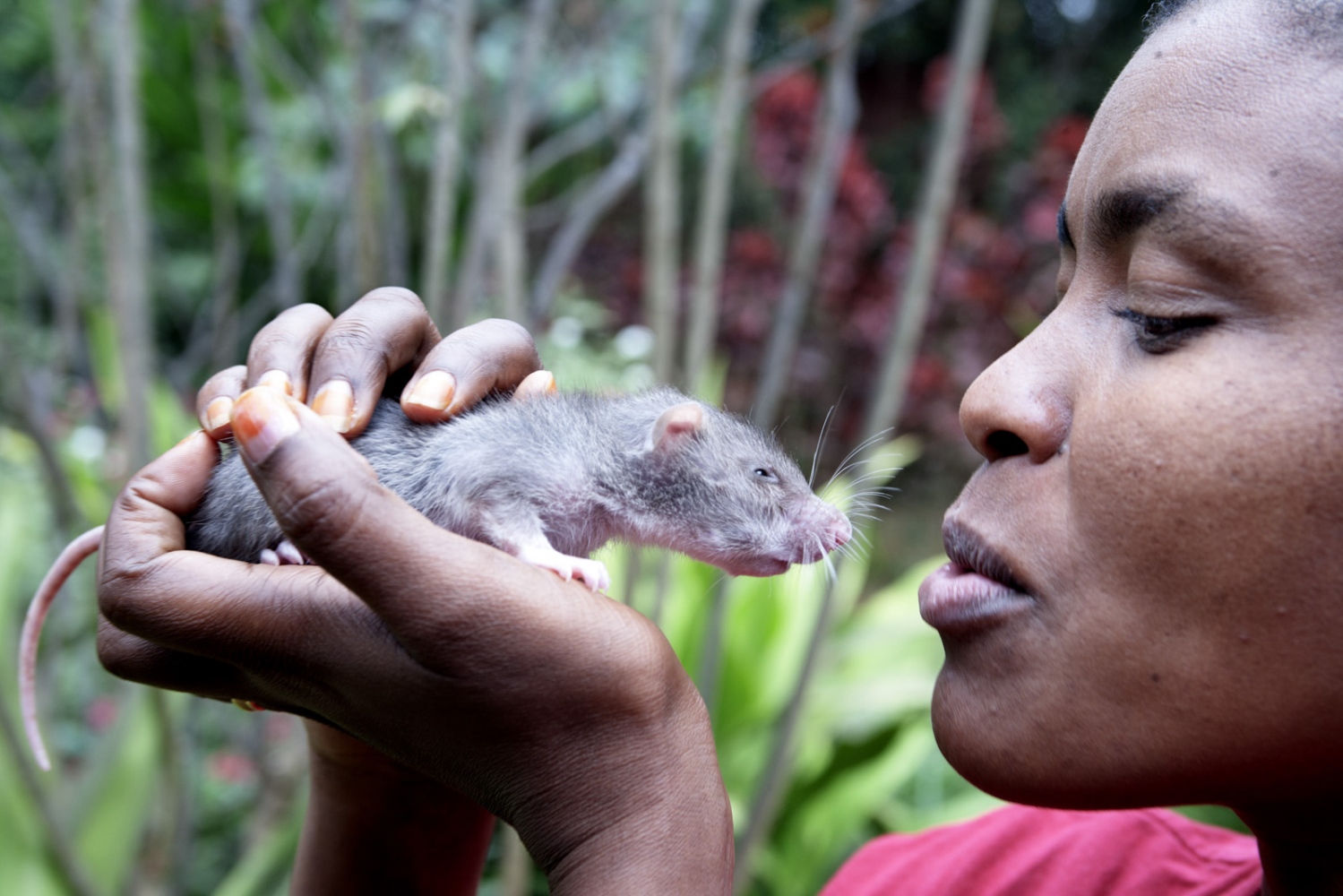Art and Documentary Photography - Loading Hero_Rats_-_Ratas_Heroes__-_david_rengel-23.jpg