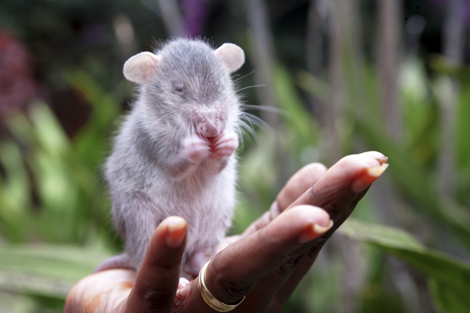 Art and Documentary Photography - Loading Hero_Rats_-_Ratas_Heroes__-_david_rengel-27.jpg