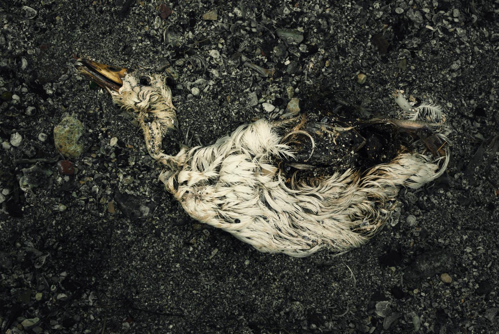 Remains of a sacrificed duck at the Emboque of Regla  | Buy this image