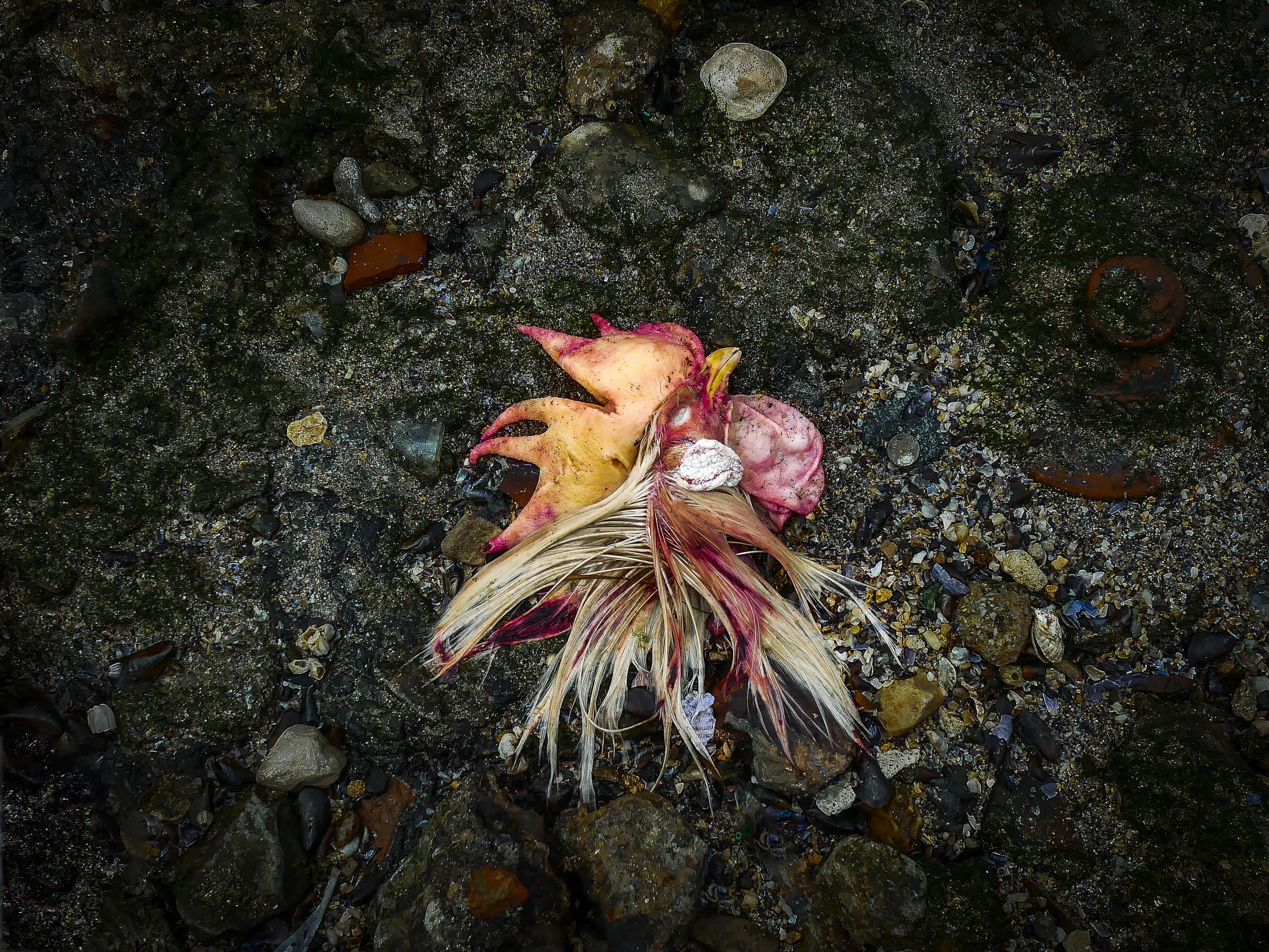 Head of rooster at the Emboque of Regla 