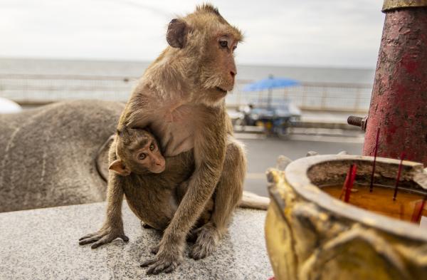 Mother and Child Monkies | Buy this image
