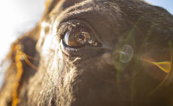 Horse Eye | Buy this image