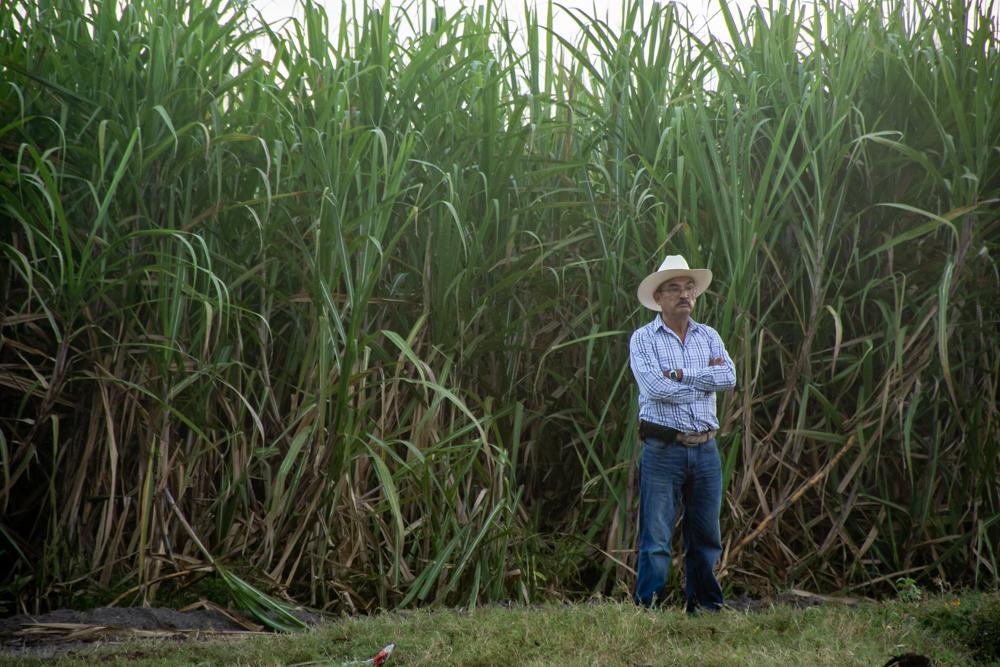 Sugarcane grower, Alejandro Benitez, stands next to a ready-to-cut cane field waiting for the field workers to arrive. Sugarcane growers and...