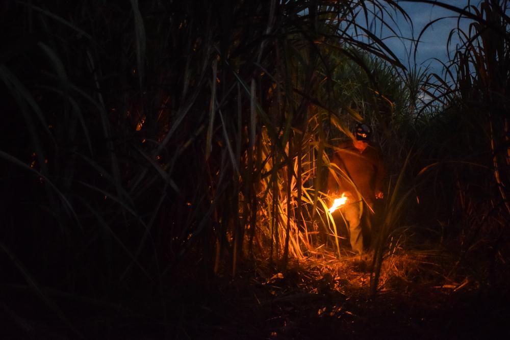 Sugarcane worker, the &ldquo;burner&rdquo;, prepares to start the night fire that burns the cane field before the harvest. Sugarcane...