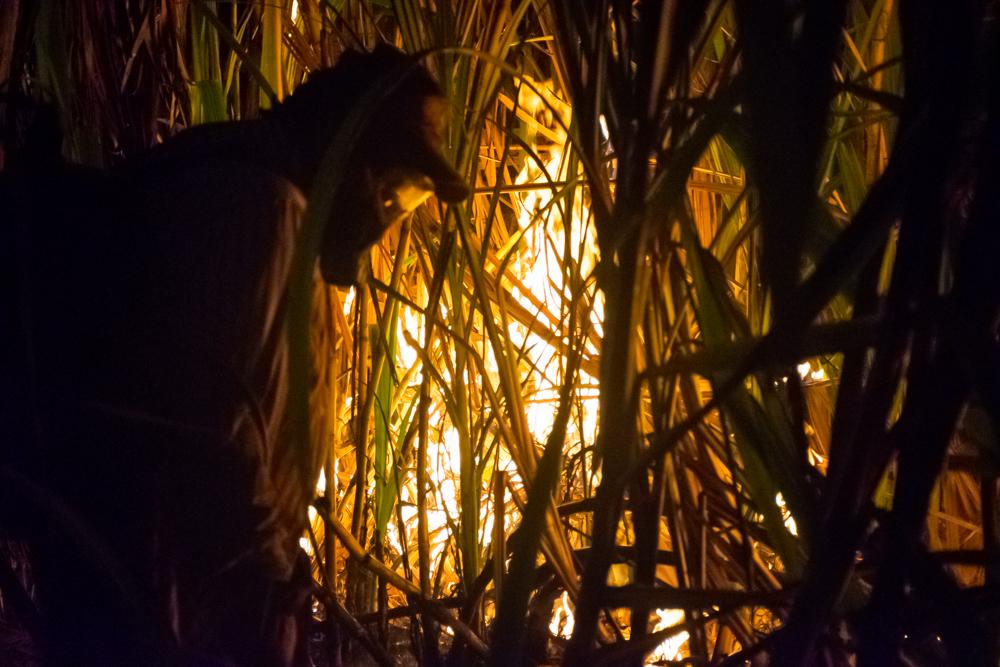 Sugar Cane Harvest - Sugarcane worker, the “burner”, walks around...