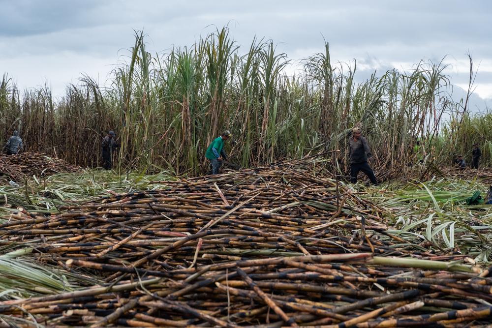 Sugar Cane Harvest - “The cutters”, field workers, harvest the...
