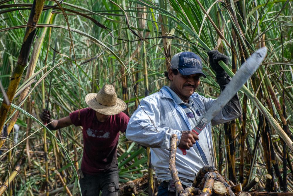 Sugar Cane Harvest - Ramon Sosa, known as The Hawk, uses a machete to cut the...