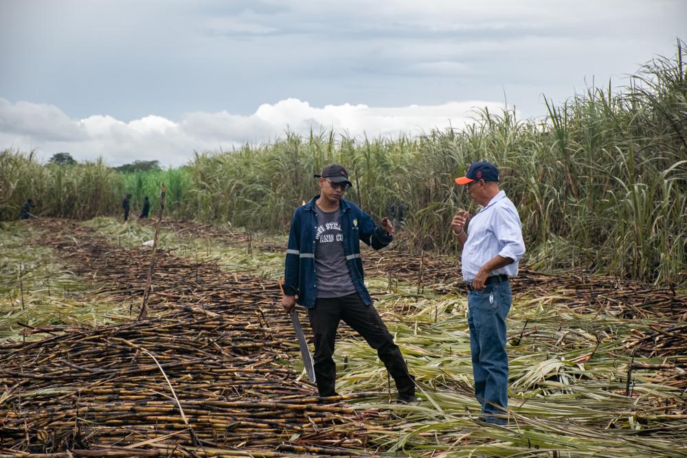 Sugar Cane Harvest - Sugarcane grower and plantation owner, Alejandro Benitez...