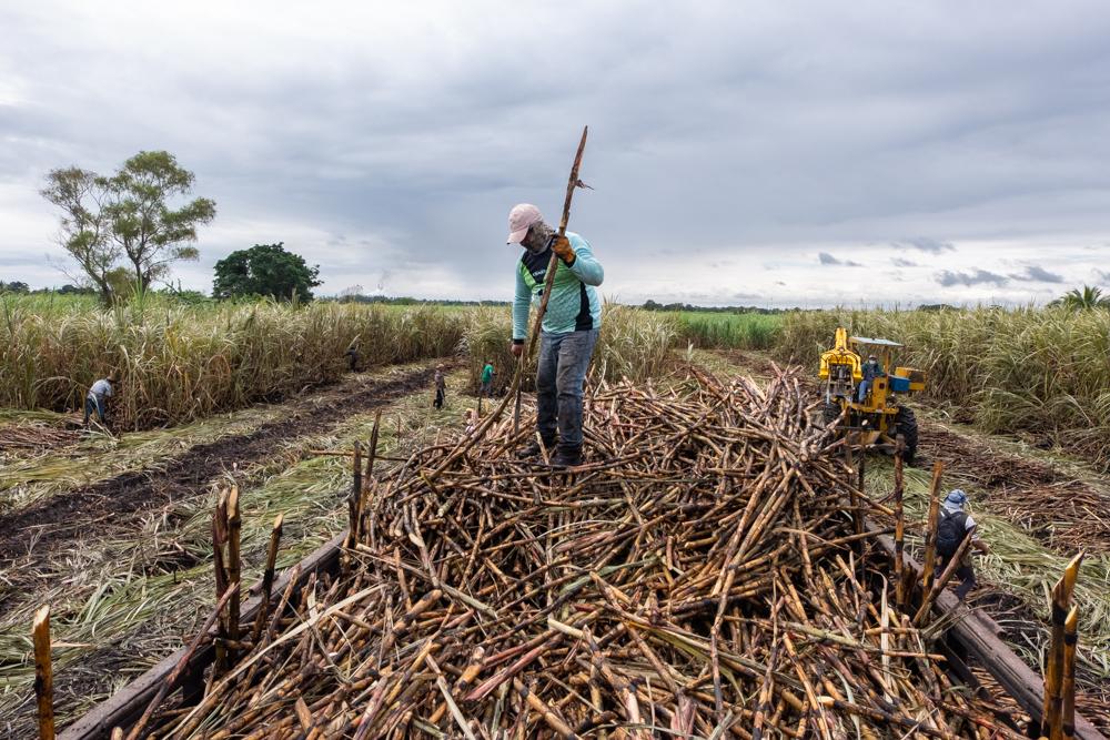 Sugar Cane Harvest - Manuel Reyes, “the stacker”, works on the top...