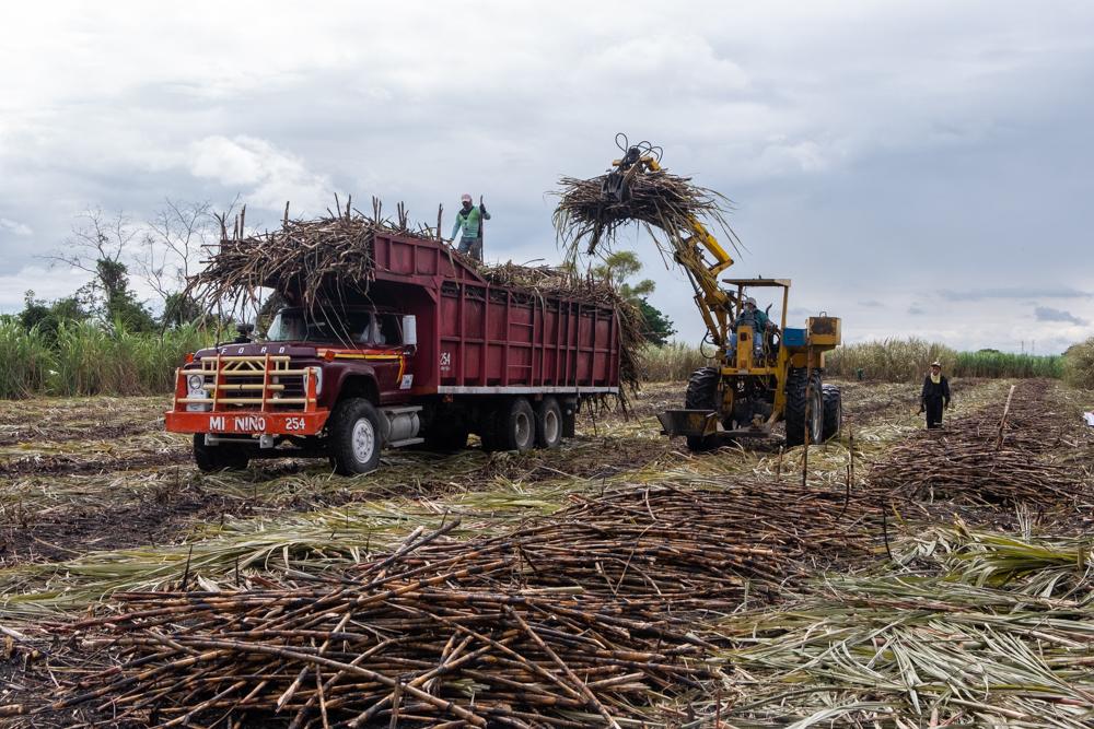 Sugar Cane Harvest - The grappling machine operator, Rafael, loads the truck...