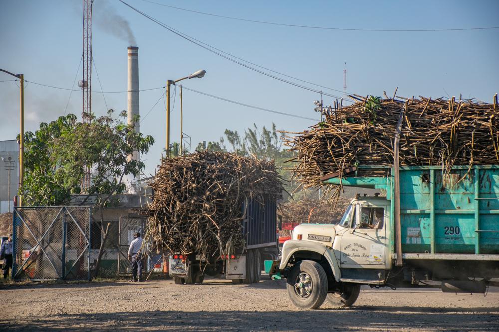 Sugar Cane Harvest - Trucks loaded with harvested sugarcane line up to enter...