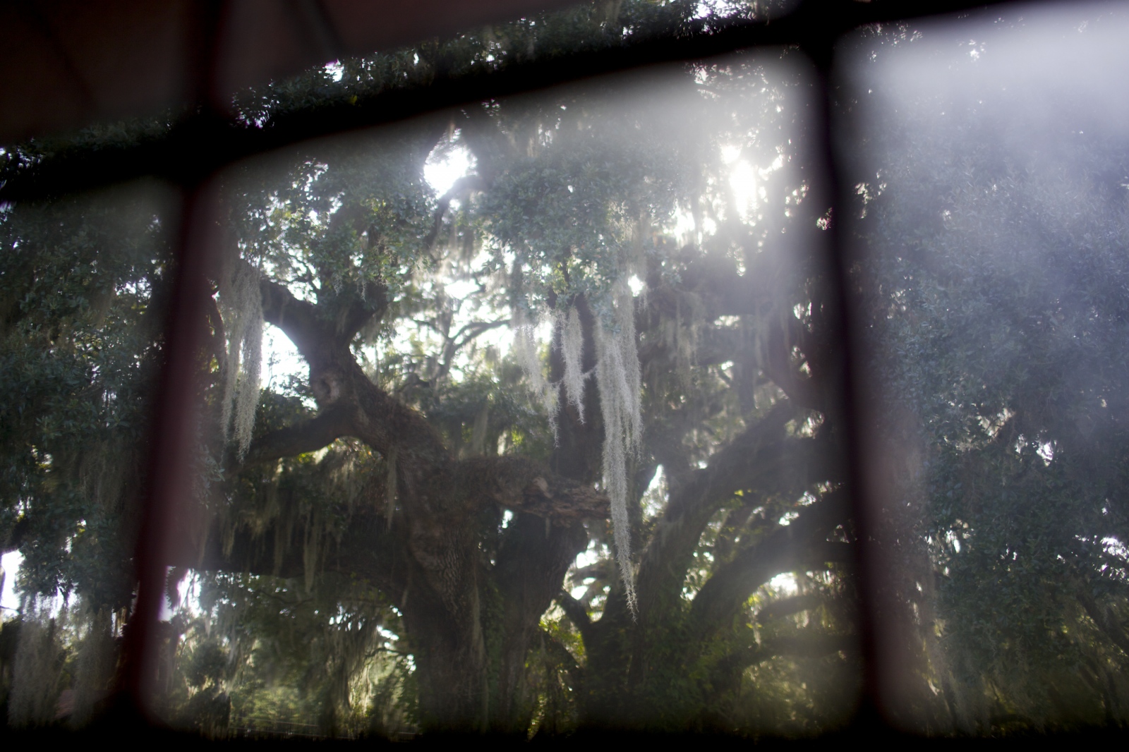 Art and Documentary Photography - Loading bdriscoll_14.jpg
