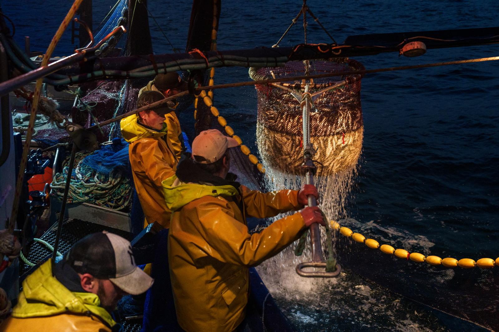 Image from Scapêche - Des marins-pêcheurs remontent le banc de sardines sur le...