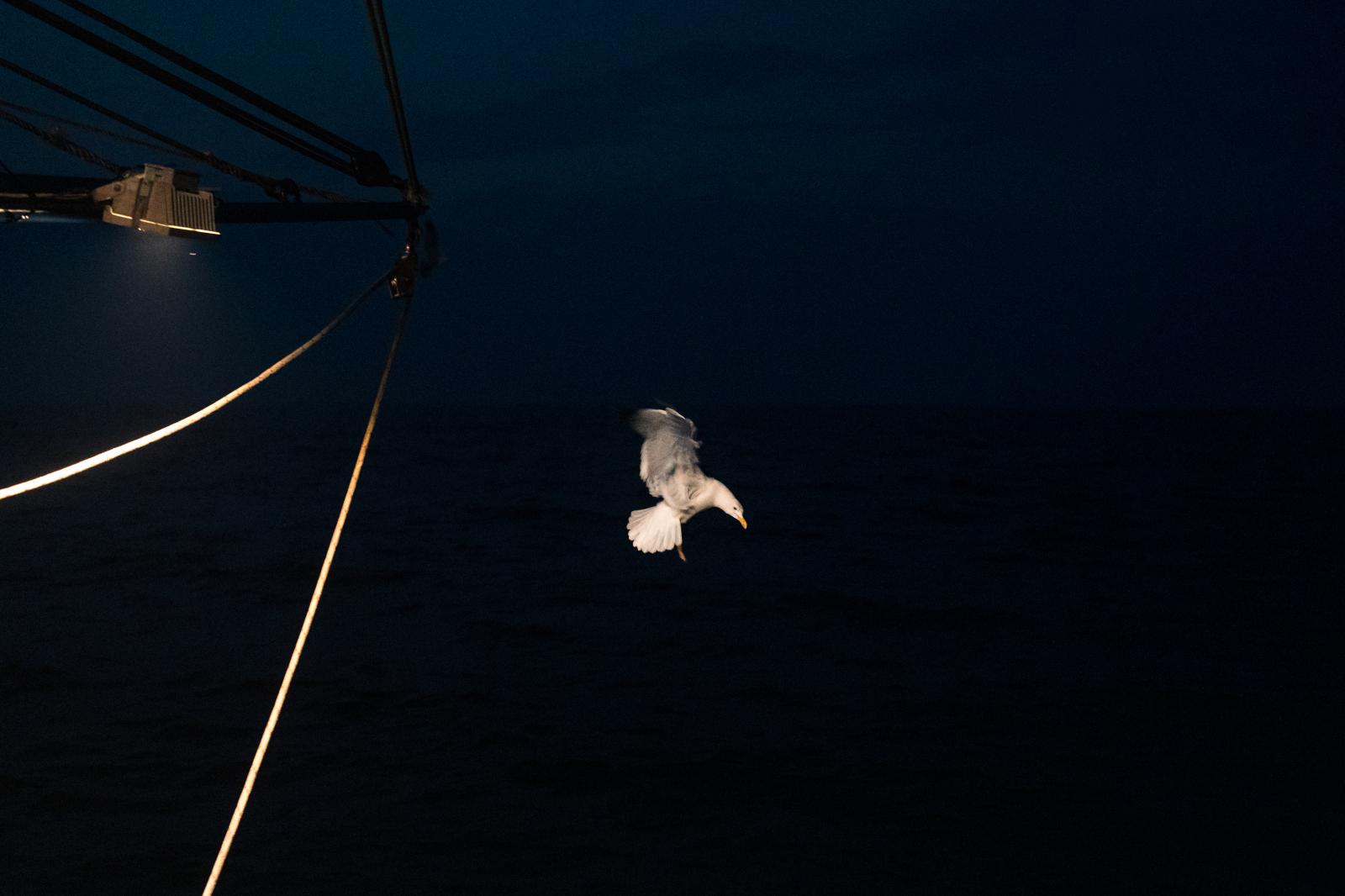 Image from Scapêche - A seagull flies beside the boat at night. Douarnenez France