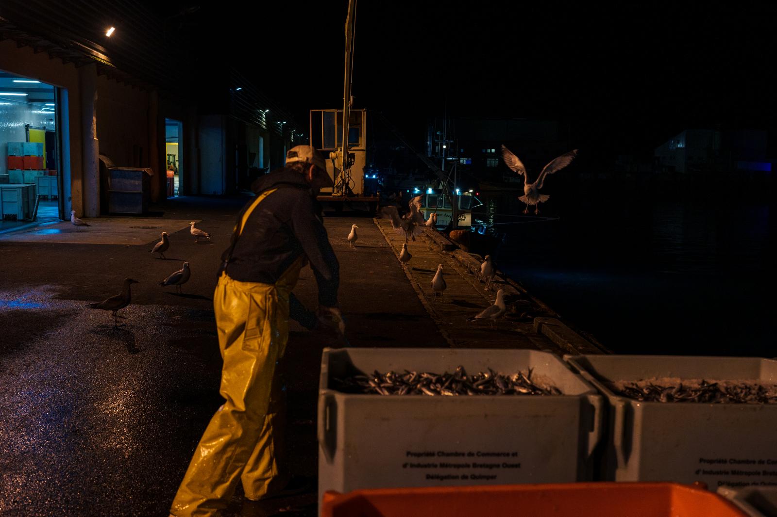 Image from Scapêche - Les marins-pêcheurs déchargent le bateau des sardines...