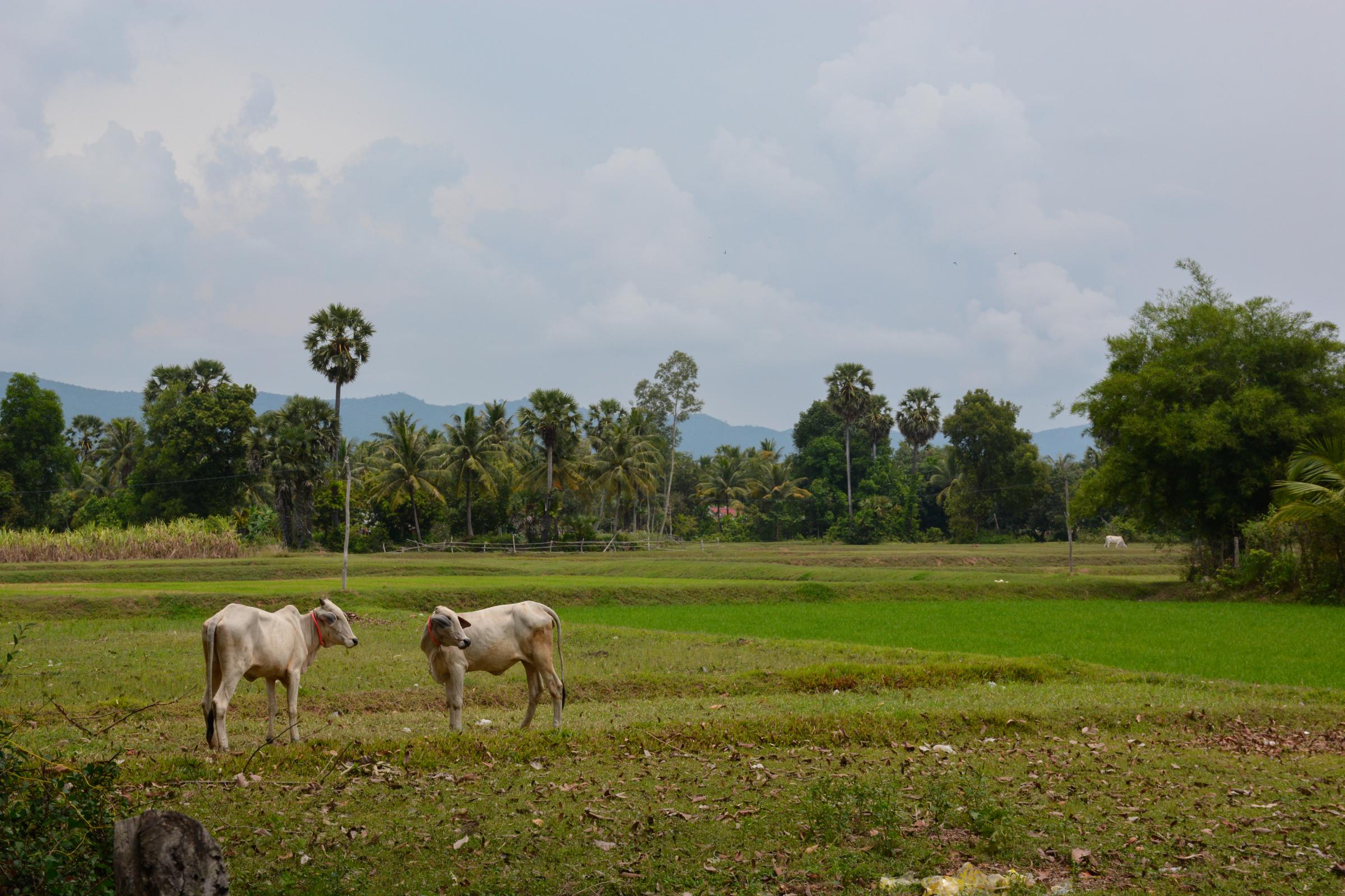 Revisiting Khmer Rouge