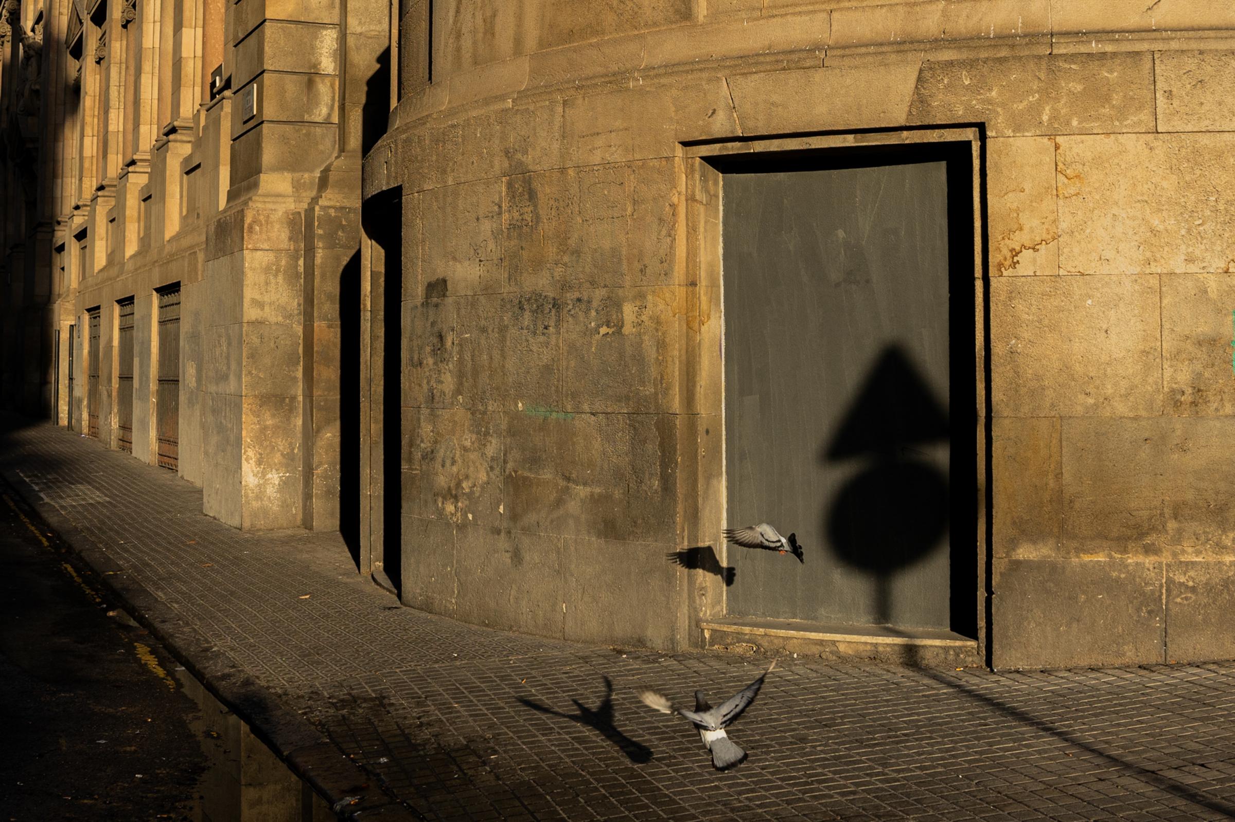 Daily news - Two pigeons take flight in a central street in Barcelona,...