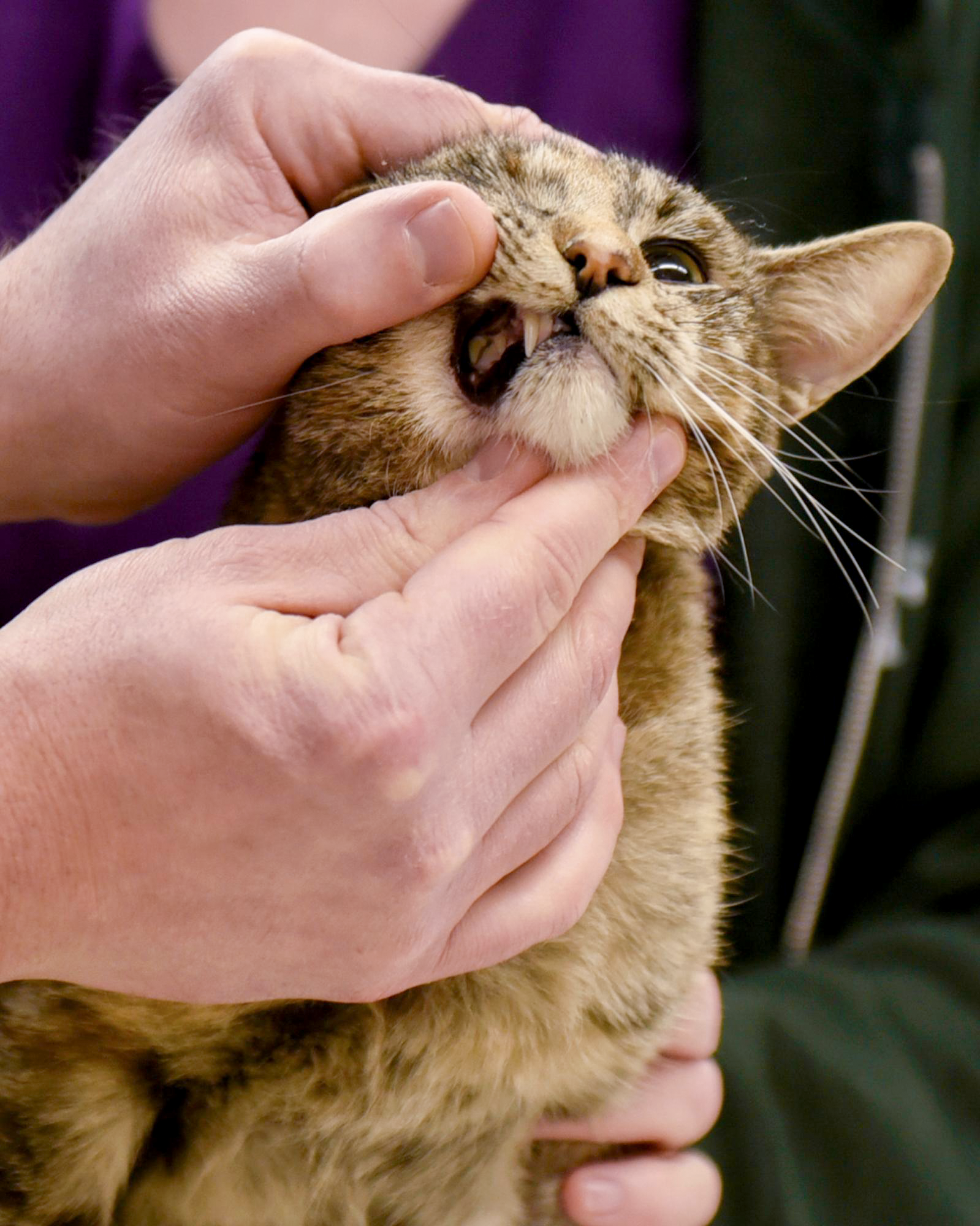 Image from Moments - Veterinarian Kevin Schull checks the gums of Nugget the...