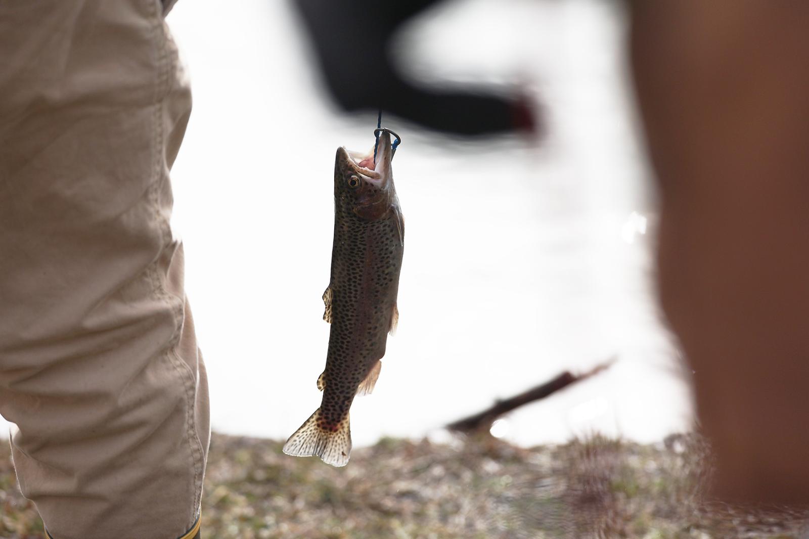 Image from Moments - A trout dangles prior to being cleaned at McKay Park on...